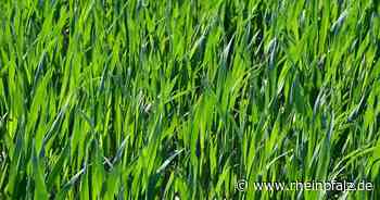 Bund stoppt Verkauf von Ackerflächen im Osten - Wirtschaft - Rheinpfalz.de