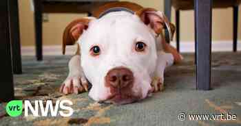 Schilde maakte stappenplan om te volgen na incidenten met agressieve honden - VRT NWS
