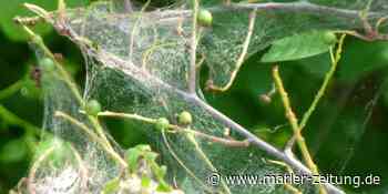 Marl: Der gefährliche Eichenprozessionsspinner bekommt in Marl Konkurrenz - Marler Zeitung