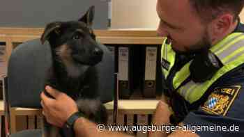 Polizei nimmt Welpe bei sich auf: Wem gehört der junge Schäferhund?