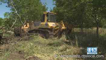 ‘It’s A Pretty Trying Time’: Shipping Crisis Hits California’s Walnut Industry, Forces Some Local Farmers To Turn To Other Crops - CBS Sacramento