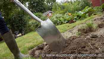 Sieben Pflanzen ausgegraben und gestohlen: Bewohnerin erstattet Anzeige