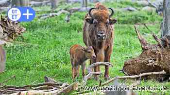 Wisentgehege Springe: Erster Nachwuchs der Saison bei den Wisenten - Göttinger Tageblatt