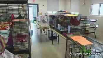 Woman charged with nine animal cruelty counts after nearly 800 animals found at her facility