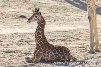 Baby giraffe born with backward legs given ability to walk