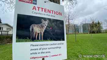 'We're seeing them all day every day': Northwest Calgary residents worried about coyotes