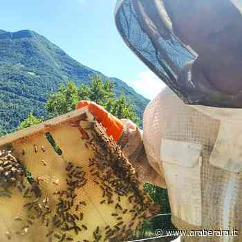TRESCORE – RANZANICO - Marco e le sue api: “La prima volta ero terrorizzato. Sembrava di essere in aeroporto poi quel rumore si è trasformato in musica” - Araberara