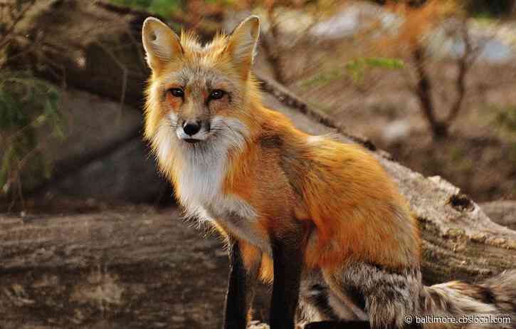 Rabid Fox Found In Severna Park, Health Department Says