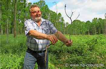Coburger Waldbauern fordern: - Jäger sollen mehr Rehe schießen - Neue Presse Coburg