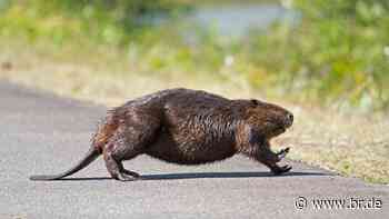 Orientierungsloser Biber behindert den Verkehr bei Coburg - br.de