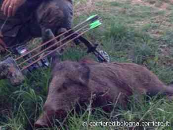 Cinghiale ucciso con arco e frecce, indaga la Procura di Piacenza - Corriere della Sera