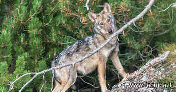 Mille lupi sull'arco alpino, un raddoppio negli ultimi tre anni - La Guida - LaGuida.it
