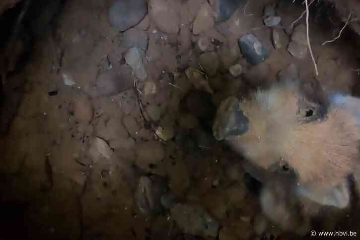 Baby everzwijn uit put gehaald in Maasmechelen