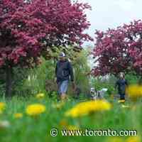 Today's coronavirus news: Ontario election campaign chugs along in hybrid mode; Japan to relax COVID-related border controls - Toronto.com