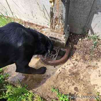 Nichelino, i vandali costringono il Comune a chiudere l'acqua delle fontanelle delle aree cani - TorinOggi.it