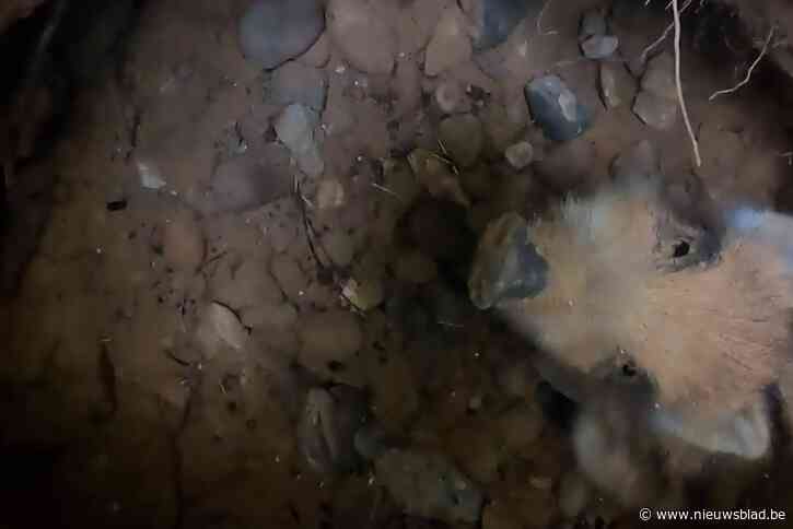 Baby everzwijn uit put gehaald in Maasmechelen