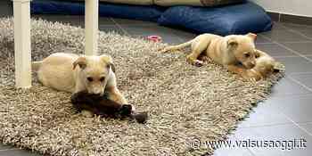 VALSUSA, 2 CUCCIOLI CERCANO CASA: AL CANILE CENTO CODE DI SANT'ANTONINO DI SUSA - ValsusaOggi