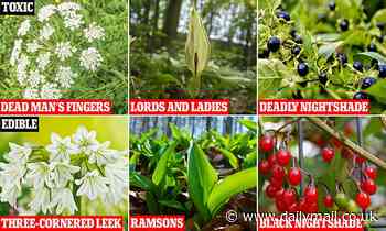 Expert warns trendy foragers to be on the lookout for toxic plants