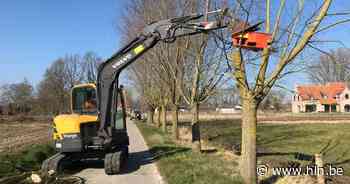 Wilgen voordeliger knotten met groepsaankoop via Regionaal Landschap Vlaamse Ardennen - Het Laatste Nieuws