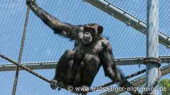 Endlich haben die Schimpansen im Zoo ihren neuen Klettergarten