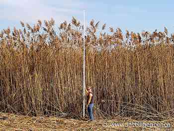 Fight back against invasion of Phragmites into our wetlands - Belleville Intelligencer