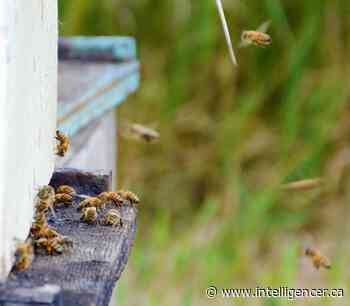 Belleville to host pollinator event in city's Market Square - Belleville Intelligencer