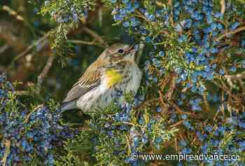 Spring Warbler Walk field trip in Souris - Virden Empire Advance