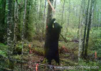 NDMNRF reminds to be ‘bear wise’