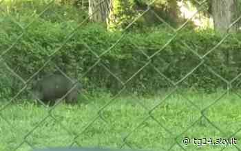 Cinghiale a spasso nel parco comunale di Termoli - Sky Tg24