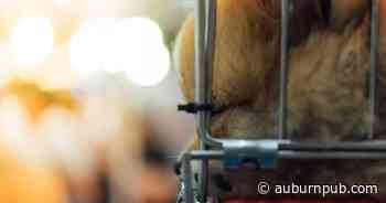 Cayuga County puppy dealer makes Humane Society's 'Horrible Hundred' - The Citizen