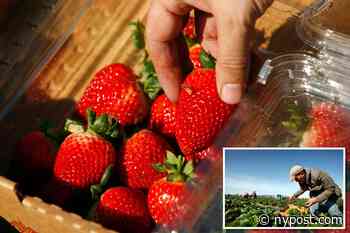 How technology is keeping affordable strawberries on your table - New York Post