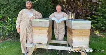 Dublin dad takes up beekeeping with his son as retirement hobby - Dublin Live