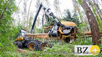 Wald-Finanzierung: Wird „business as usual“ künftig belohnt?