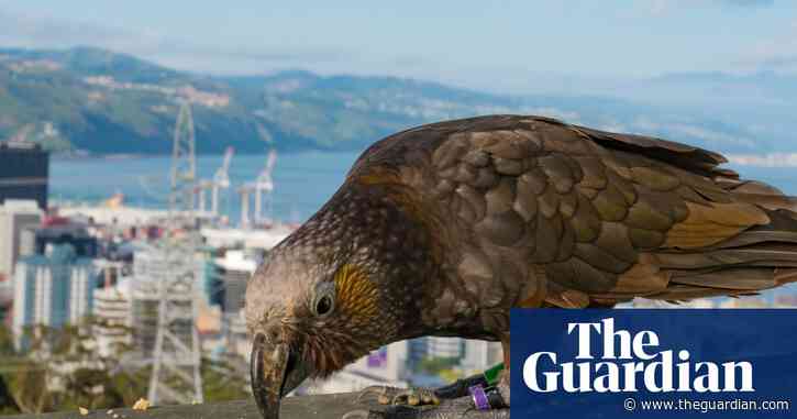 Urban forests create birdlife boom in New Zealand’s cities