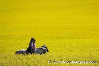 China lifts restrictions on Canadian canola: Ottawa announces - Lacombe Express