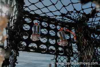 'Scallop discos' offer environmentally friendly method to catch shellfish - Barrhead News