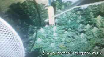 Darwen: Cannabis plants discovered on Coker Street
