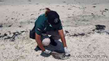 Progreso. Hallan una tortuga sin vida en la playa - El Diario de Yucatán
