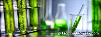 Cambridge, scoperta l’alga in grado di produrre energia elettrica: la fine della crisi? - Tech Meteoweek.com