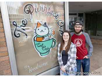 New Faces, New Places: The Purrfect Cup Cat Cafe offers pet adoption in Saskatoon