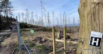 Internet der Dinge: Technik soll Bielefelder Bäume zum Sprechen bringen | Nachrichten aus Ostwestfalen-Lippe - Lippische Landes-Zeitung