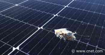 Yes, Solar Panel Scams Are a Thing. Here's How to Avoid One     - CNET