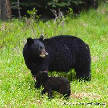 Ministry of Forestry: Be “Bear Wise” While Outdoors this Summer - renfrewtoday.ca