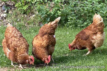 Avian flu detected in birds at commercial farm in Fraser Valley – Creston Valley Advance - Creston Valley Advance