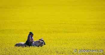 Saskatchewan reacts to China lifting ban on Canadian canola - Global News
