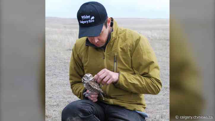 Endangered owls, cared for at the Calgary Zoo, now returned to the wild