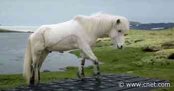 For a Relaxing Vacation, Let Iceland's Horses Write Work Emails for You     - CNET