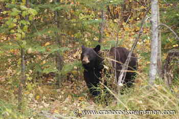 Grizzly bear shot and killed near Fernie, COs seeking information – Cranbrook Daily Townsman - Cranbrook Townsman