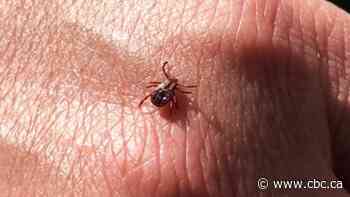 Sask. an early adopter of app that identifies ticks, helps research pesky arachnids