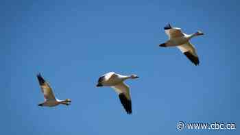 Hundreds of snow geese expected to have been killed by avian flu in Saskatchewan